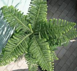 راهنمای نگهداری و پرورش گیاهان آپارتمانی - کاج مطبق